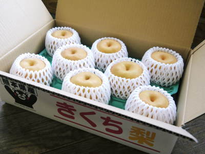 熊本梨 本藤果樹園 花芽も随分膨らみました!匠の剪定と誘引作業が大詰めです!_a0254656_17284330.jpg