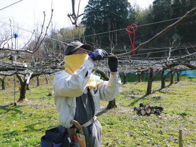 熊本梨 本藤果樹園 花芽も随分膨らみました!匠の剪定と誘引作業が大詰めです!_a0254656_17415452.jpg