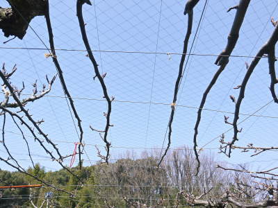 熊本梨 本藤果樹園 花芽も随分膨らみました!匠の剪定と誘引作業が大詰めです!_a0254656_17485818.jpg