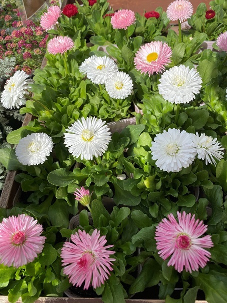 花苗入荷情報【’210303】_a0201358_15194165.jpg
