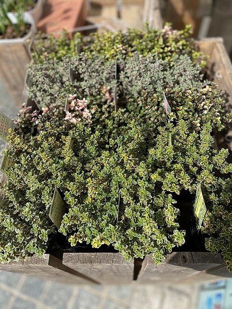 花苗入荷情報【’210303】_a0201358_15195338.jpg
