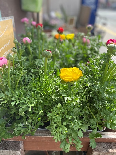 花苗入荷情報【’210303】_a0201358_15195889.jpg