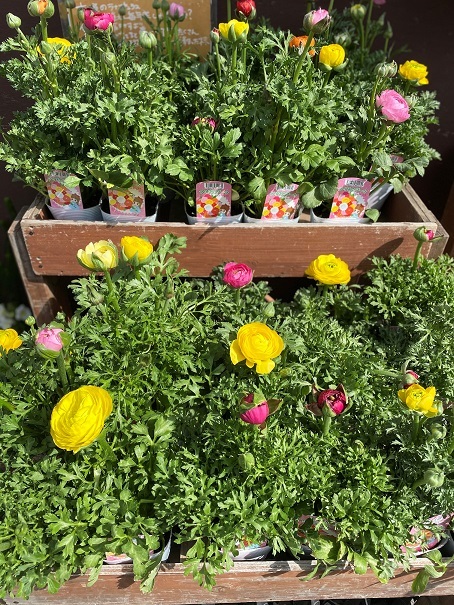 花苗入荷情報【’210303】_a0201358_15202707.jpg