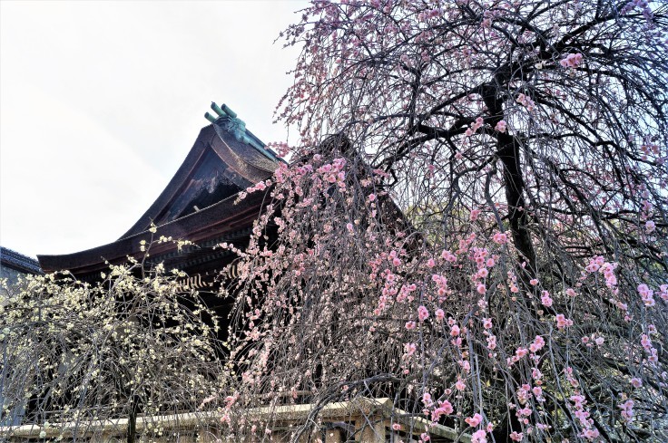 道明寺天満宮梅園の梅_b0063958_22132352.jpg