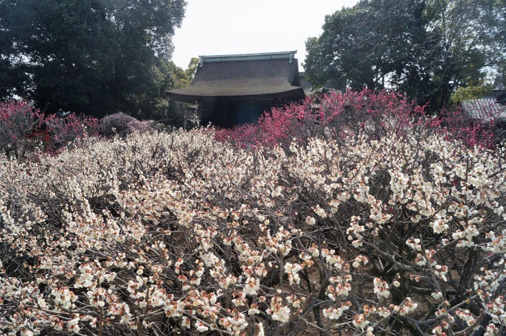 道明寺天満宮梅園の梅_b0063958_22141791.jpg