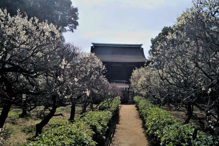 道明寺天満宮梅園の梅_b0063958_22164343.jpg