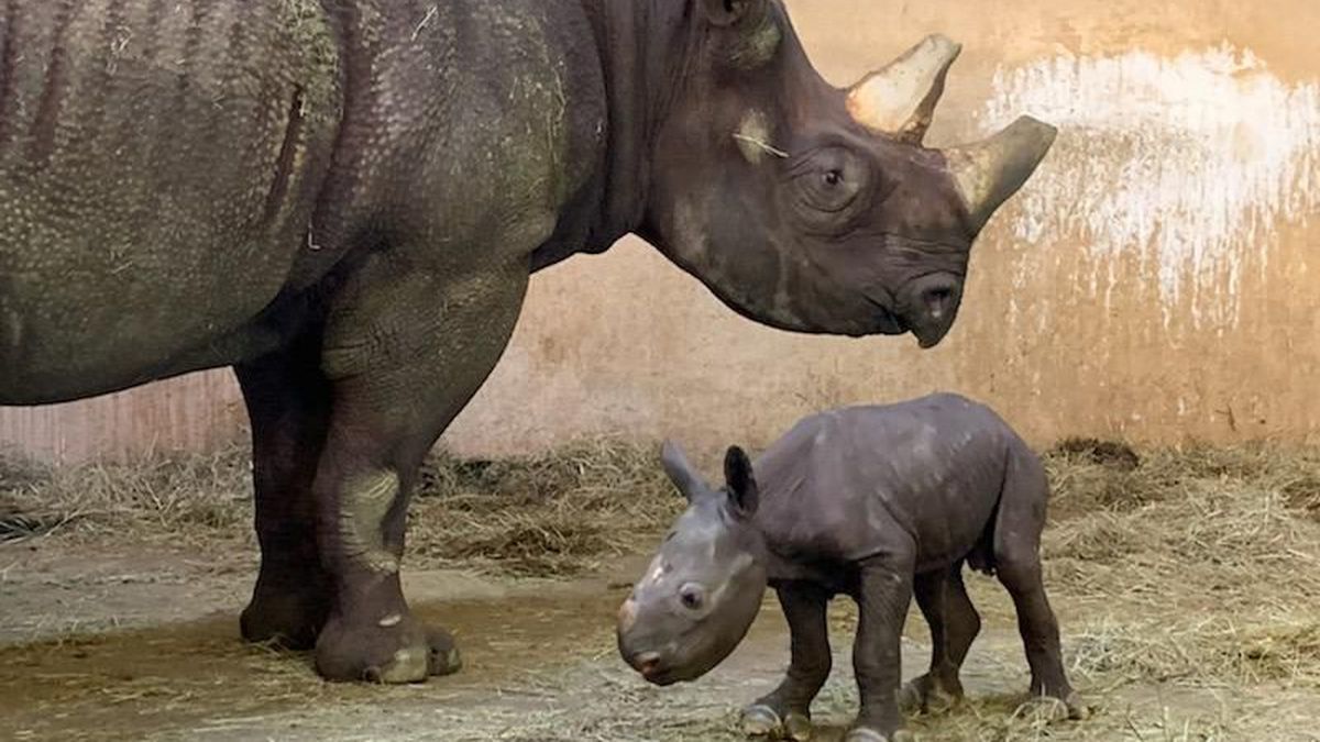 横浜生まれのクロサイが米カンザスで出産 ごきげんよう 犀たち