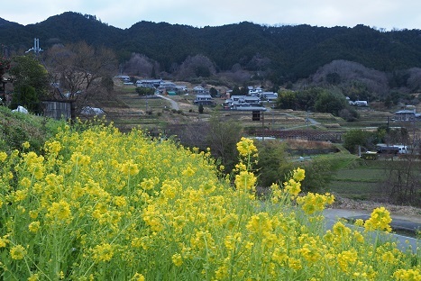 明日香村の河津桜と菜の花　　_c0303868_12122817.jpg