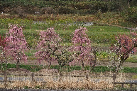 明日香村の河津桜と菜の花　　_c0303868_12155202.jpg