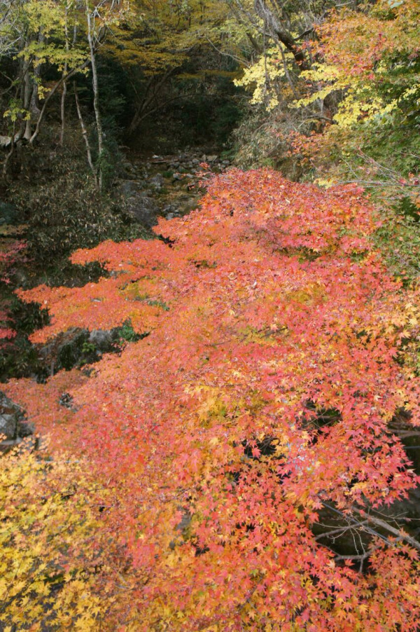 （続）2012-2013last清正井、浅草、高知、特撮、田町、石垣島、等々力妖精の影、ヌヴー、新宿の目、将門、東横線渋谷、長崎【失われた画像サービス】twitterに吸収twitpicログ日記_b0116271_23160120.jpg