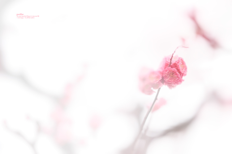 momo-iro_b0243873_20010658.jpg