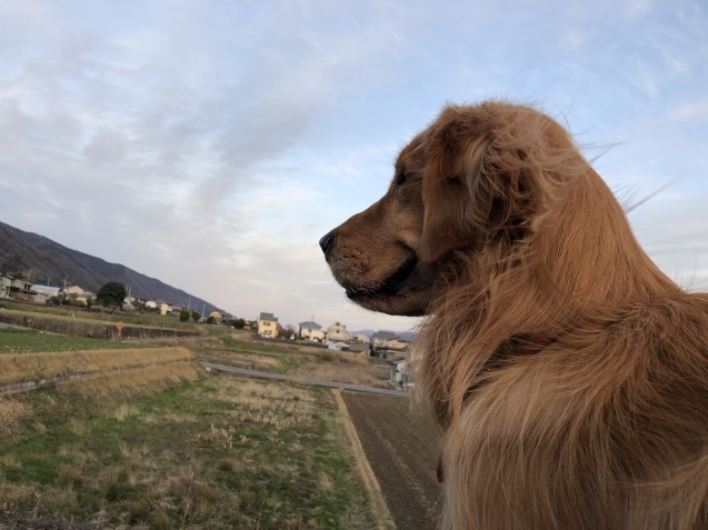 穏やかな日々。_a0394574_22462641.jpeg