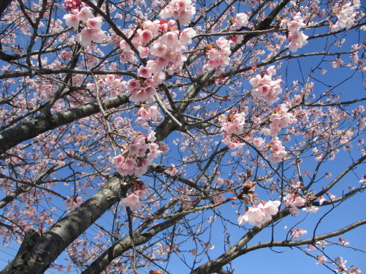 かしはら診療所様、桜が見ごろです～_e0364586_17353218.jpg