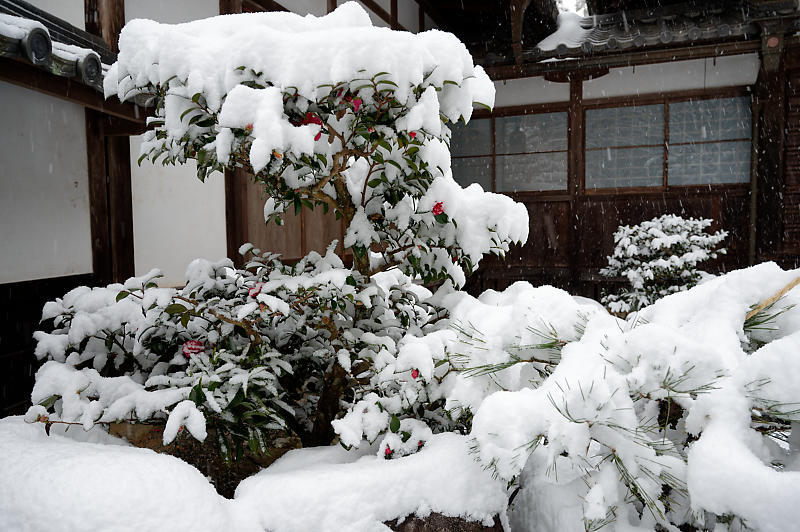 雪景色@滋賀県湖東　金剛輪寺・其の一_f0032011_19182211.jpg