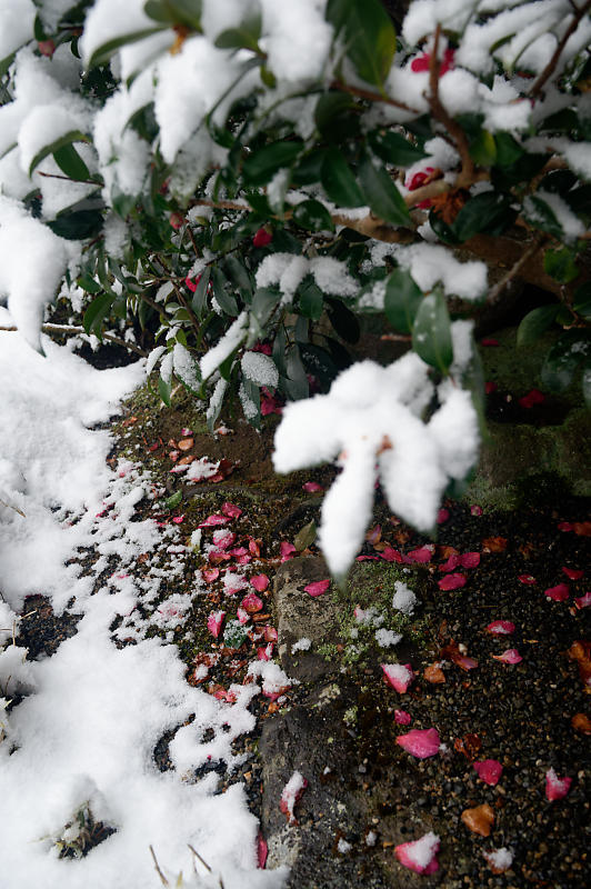 雪景色@滋賀県湖東　金剛輪寺・其の一_f0032011_19201010.jpg