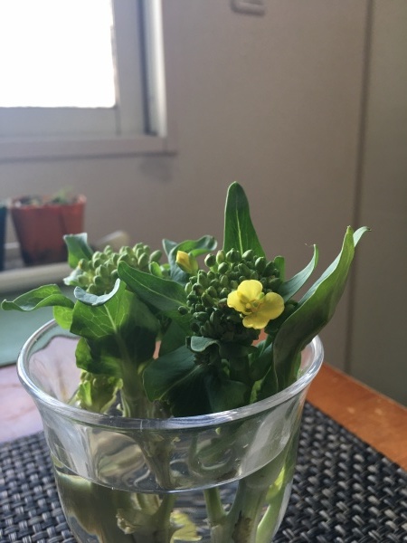 ミニ白菜の開花 野菜と季節のまんなかで
