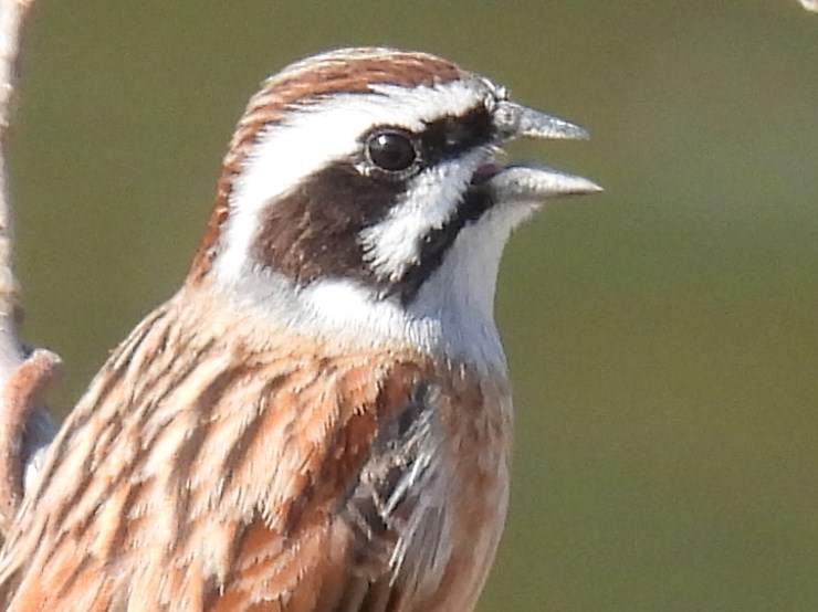 ホオジロ地味なほうの鳴き声_d0072553_17081949.jpg