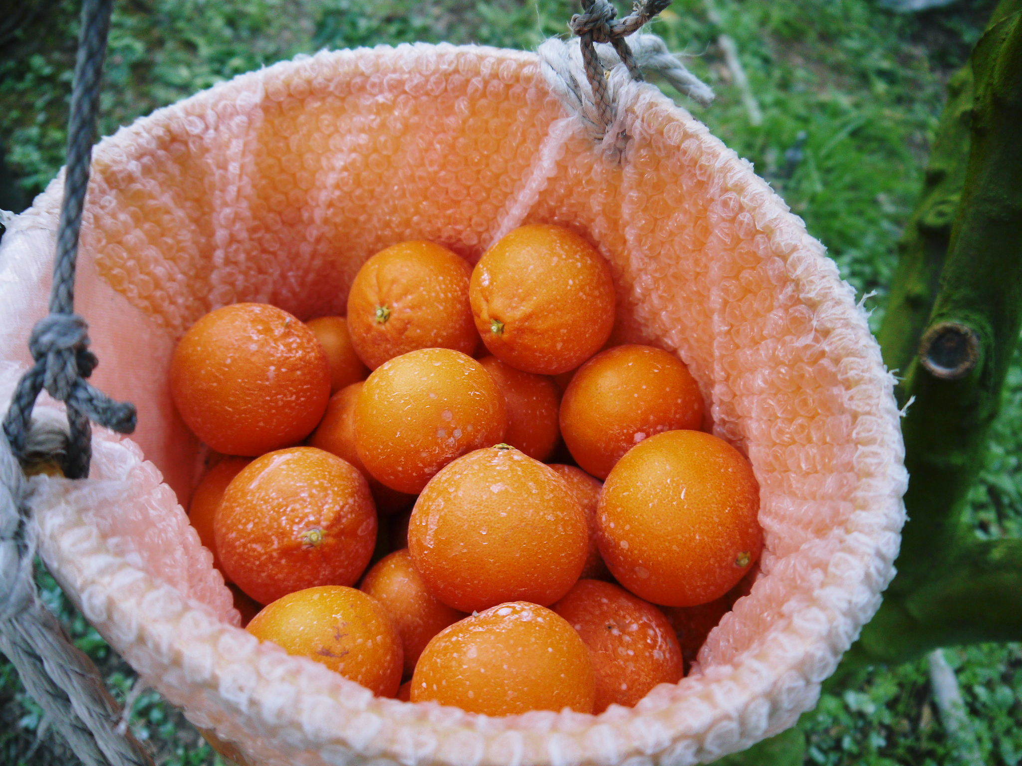 大人気！究極の柑橘『せとか』令和5年度も超ハイペースで出荷中！お買い得ファミリータイプは数量限定！_a0254656_18181977.jpg