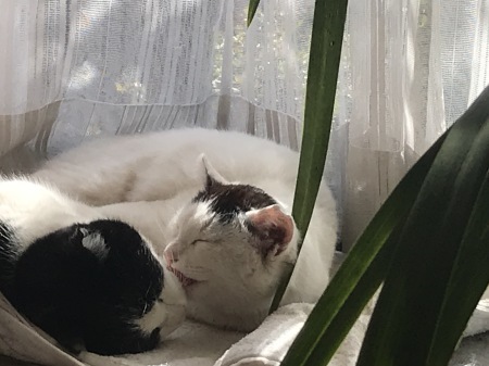 タイも猫も好き！／伊COVID-19(04/03/2021)_a0136671_20462955.jpg