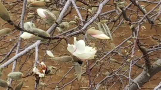 辛夷 (こぶし)の開花は3月3日。_f0334619_11302202.jpg