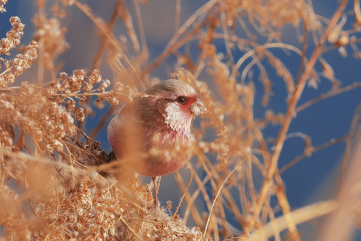 ベニマシコが朝食中をお邪魔♪　LUMIX S5の写りは？　今朝の多々良沼は薄曇り、無風の暖かい朝だった。_a0031821_16424799.jpg