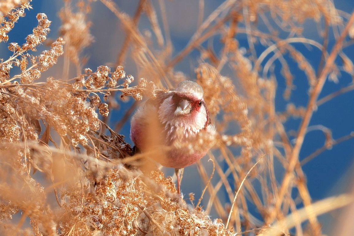 ベニマシコが朝食中をお邪魔 Lumix S5の写りは 今朝の多々良沼は薄曇り 無風の暖かい朝だった 私のデジタル写真眼