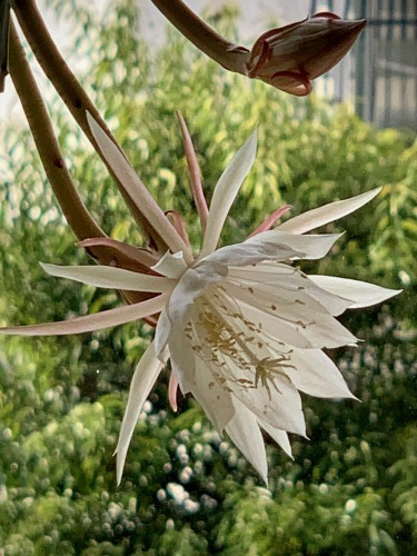 姫月下美人 - Epiphyllum pumilum_e0243332_18490284.jpeg