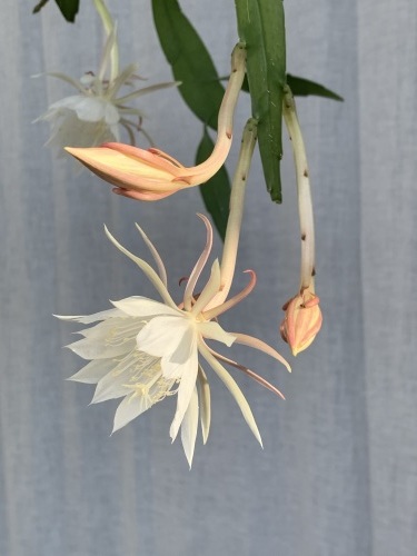 姫月下美人 - Epiphyllum pumilum_e0243332_18490874.jpeg