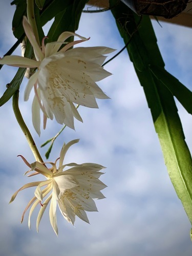 姫月下美人 - Epiphyllum pumilum_e0243332_18504625.jpeg