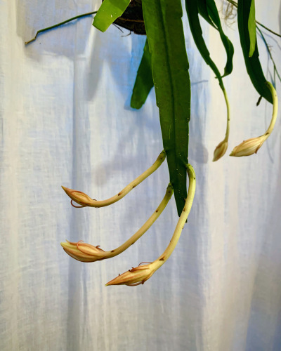 姫月下美人 - Epiphyllum pumilum_e0243332_18513316.jpeg