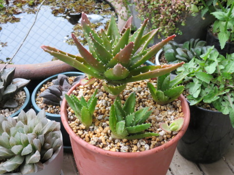 アロエ 不夜城 の植え替え あるまじろの庭 アロエ 不夜城 の植え替え あるまじろの庭