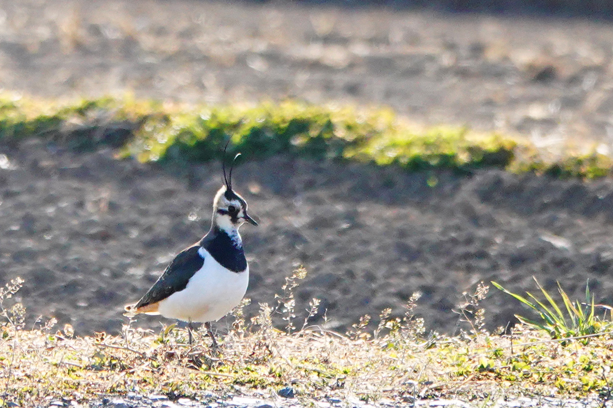 散歩道の野鳥（タゲリ）_e0291438_15390856.jpg