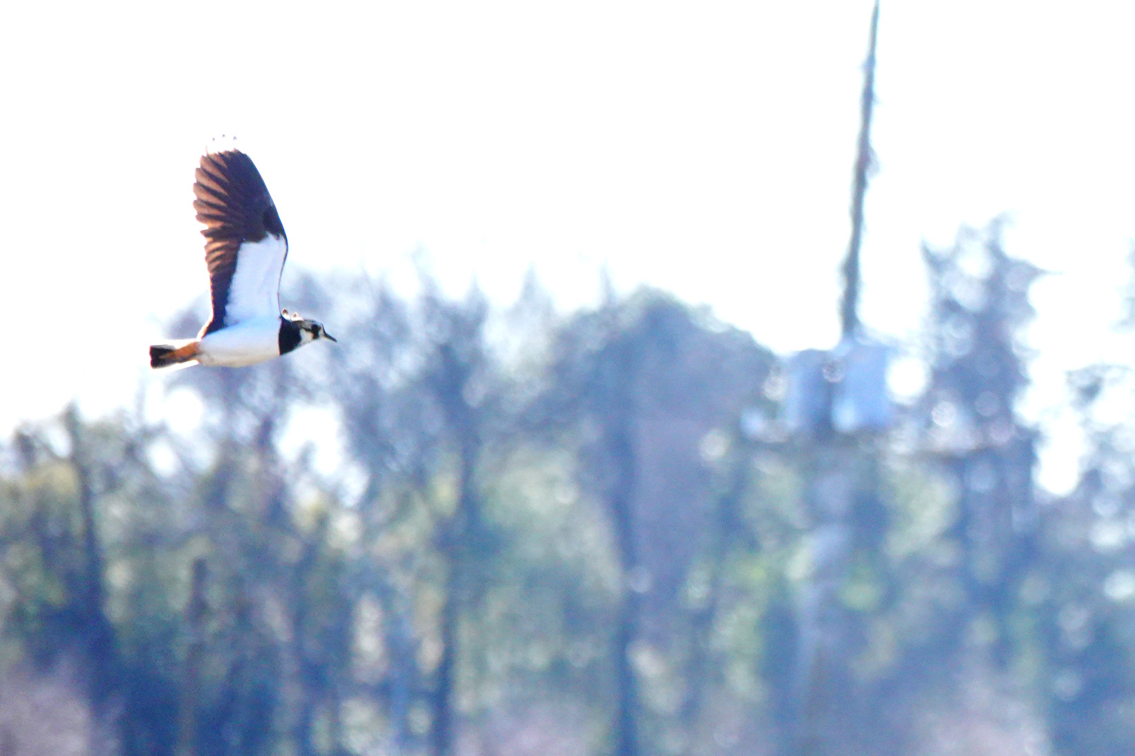 散歩道の野鳥（タゲリ）_e0291438_15531711.jpg