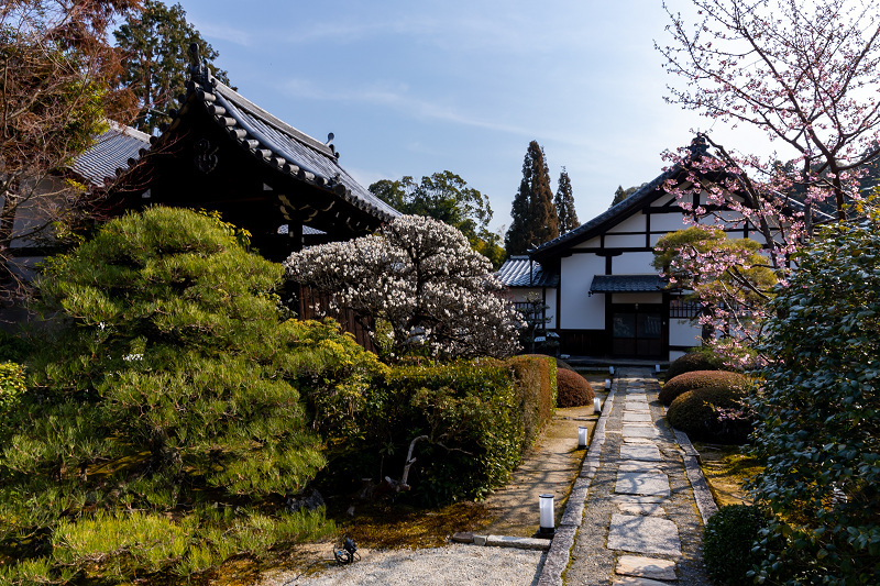 白梅咲く雲龍院_f0155048_19484410.jpg