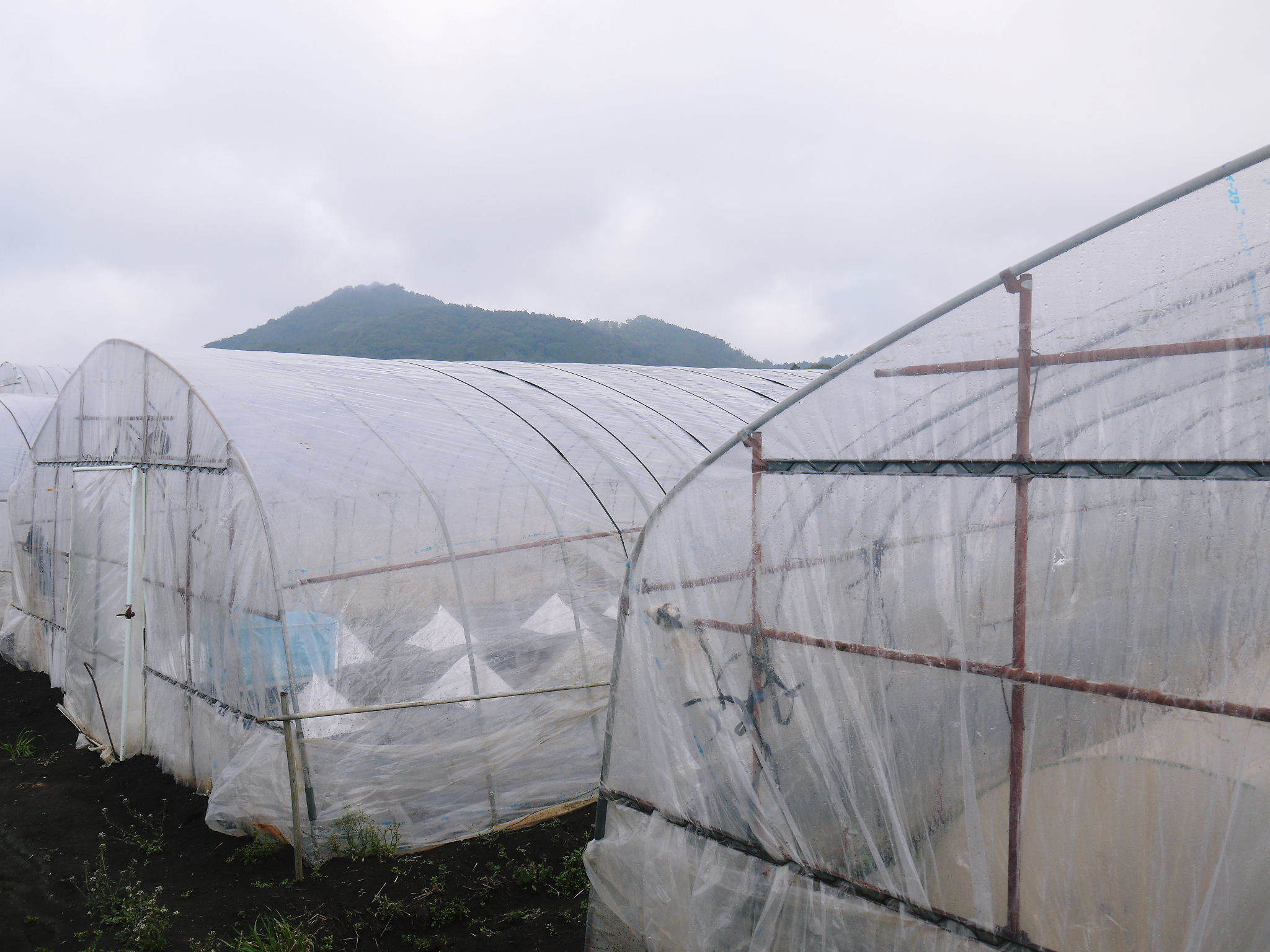熊本産高級マスクメロン『肥後グリーン』令和3年度も6月上旬から出荷予定!定植直後と苗床の様子(後編)_a0254656_17533238.jpg