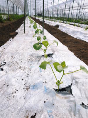 熊本産高級マスクメロン『肥後グリーン』令和3年度も6月上旬から出荷予定!定植直後と苗床の様子(後編)_a0254656_17565628.jpg