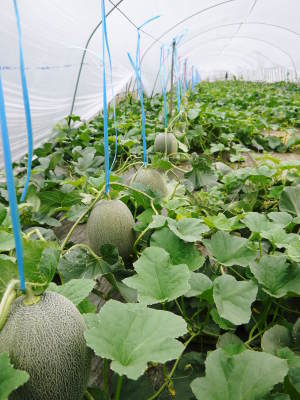 熊本産高級マスクメロン『肥後グリーン』令和3年度も6月上旬から出荷予定!定植直後と苗床の様子(後編)_a0254656_18254569.jpg