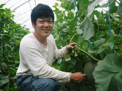 熊本産高級マスクメロン『肥後グリーン』令和3年度も6月上旬から出荷予定!定植直後と苗床の様子(後編)_a0254656_18293482.jpg