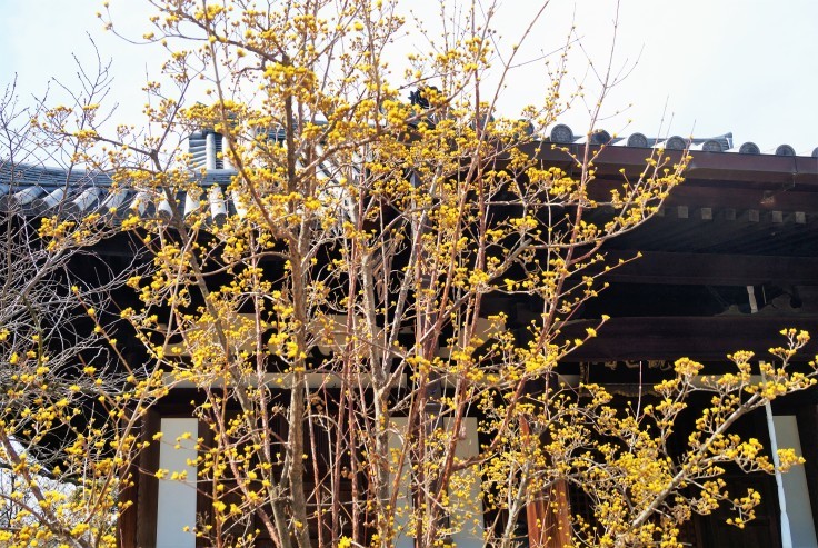 道明寺の山茱萸（サンシュユ）、開花直前_b0063958_18155165.jpg