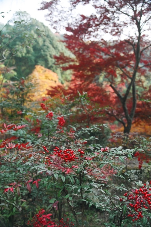 2005/11【奈良京都】紅葉だけをひたすら愛でる三日間の旅【酒船石遺構見に行く】１-2日目奈良（飛鳥）_b0116271_23493326.jpg