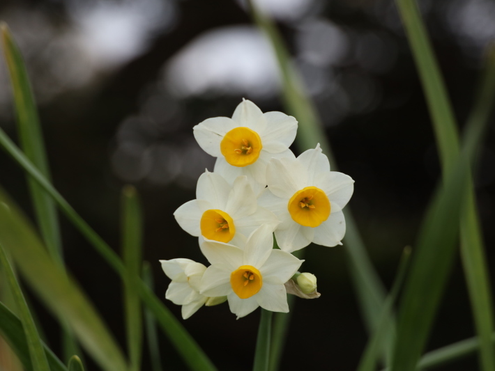 わが家の花 ～記念撮影～ (2021/3/5撮影)_b0369971_10101447.jpg