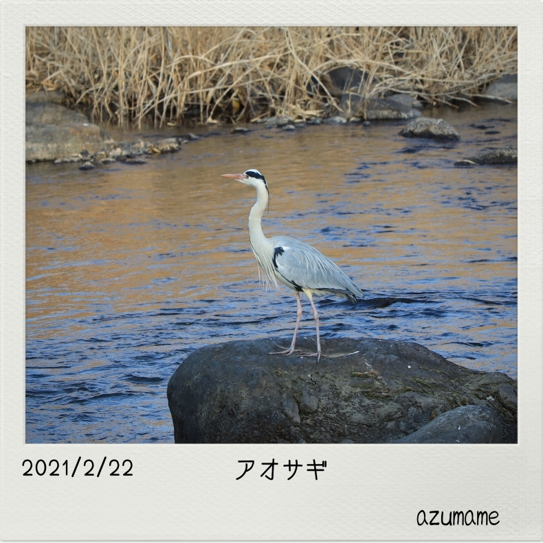 2021/2月　その他の野鳥_d0376975_23352681.jpg