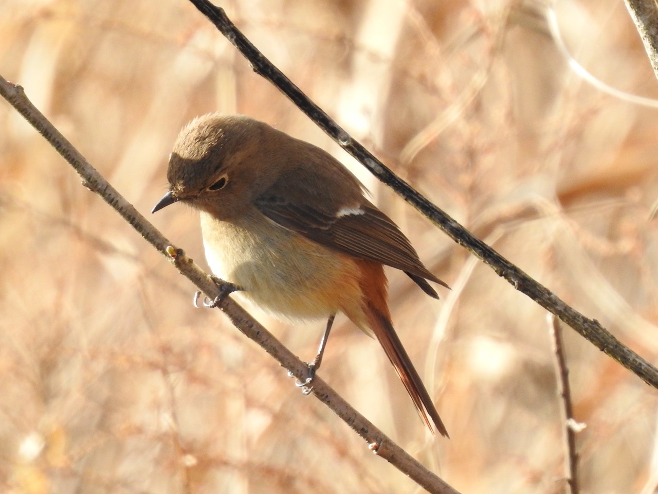 青鵐(アオジ)と尉鶲(ジョウビタキ)と頬白(ホオジロ)等8種の鳥達