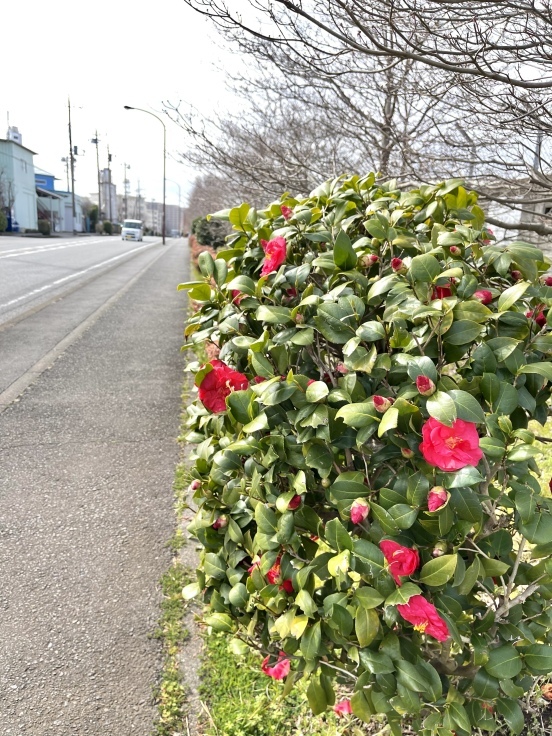 尾根緑道 オットとの散歩道_c0212604_14021934.jpeg