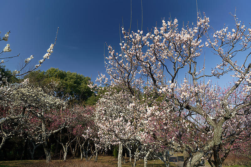 早春の花巡り　梅＆ウメジロ＠枚方　山田池公園_f0032011_19310928.jpg