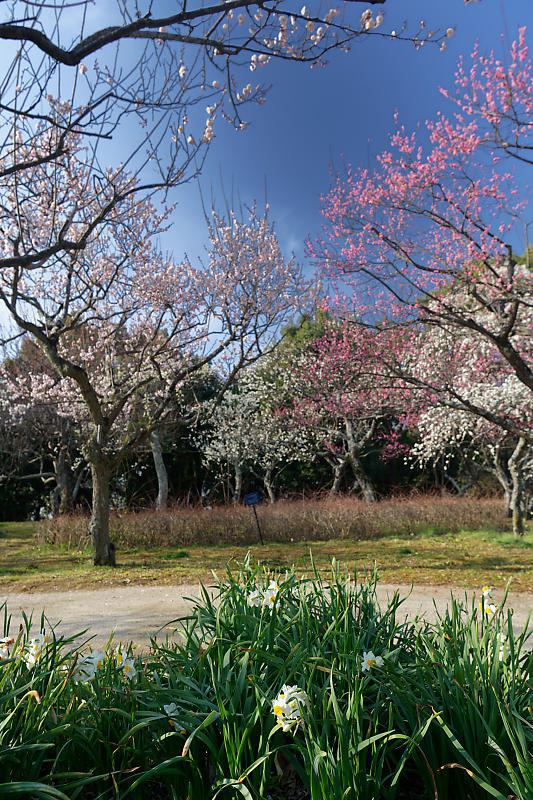 早春の花巡り　梅＆ウメジロ＠枚方　山田池公園_f0032011_19310929.jpg