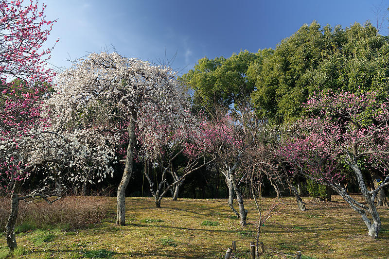 早春の花巡り　梅＆ウメジロ＠枚方　山田池公園_f0032011_19310949.jpg