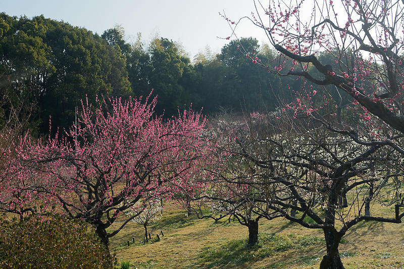 早春の花巡り　梅＆ウメジロ＠枚方　山田池公園_f0032011_19310973.jpg