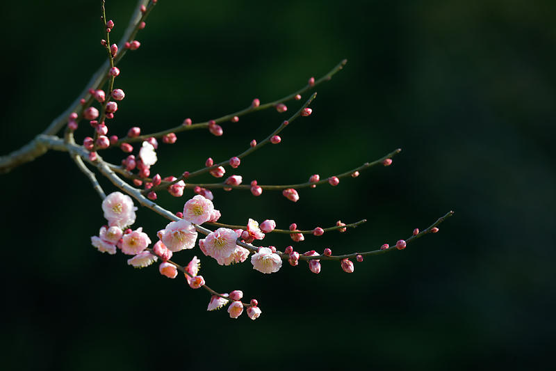 早春の花巡り　梅＆ウメジロ＠枚方　山田池公園_f0032011_19311011.jpg