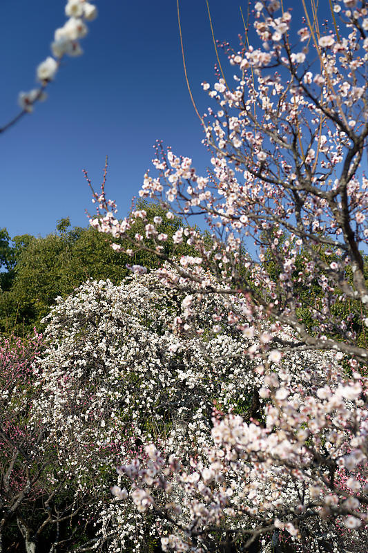 早春の花巡り　梅＆ウメジロ＠枚方　山田池公園_f0032011_19311020.jpg